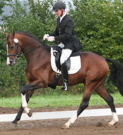 Rene Mencke in der dreijährige Meck-lenburger Hengst San Patriano gewan-nen in Stülow die Reitpferdeprüfung. Foto: Jutta Wego